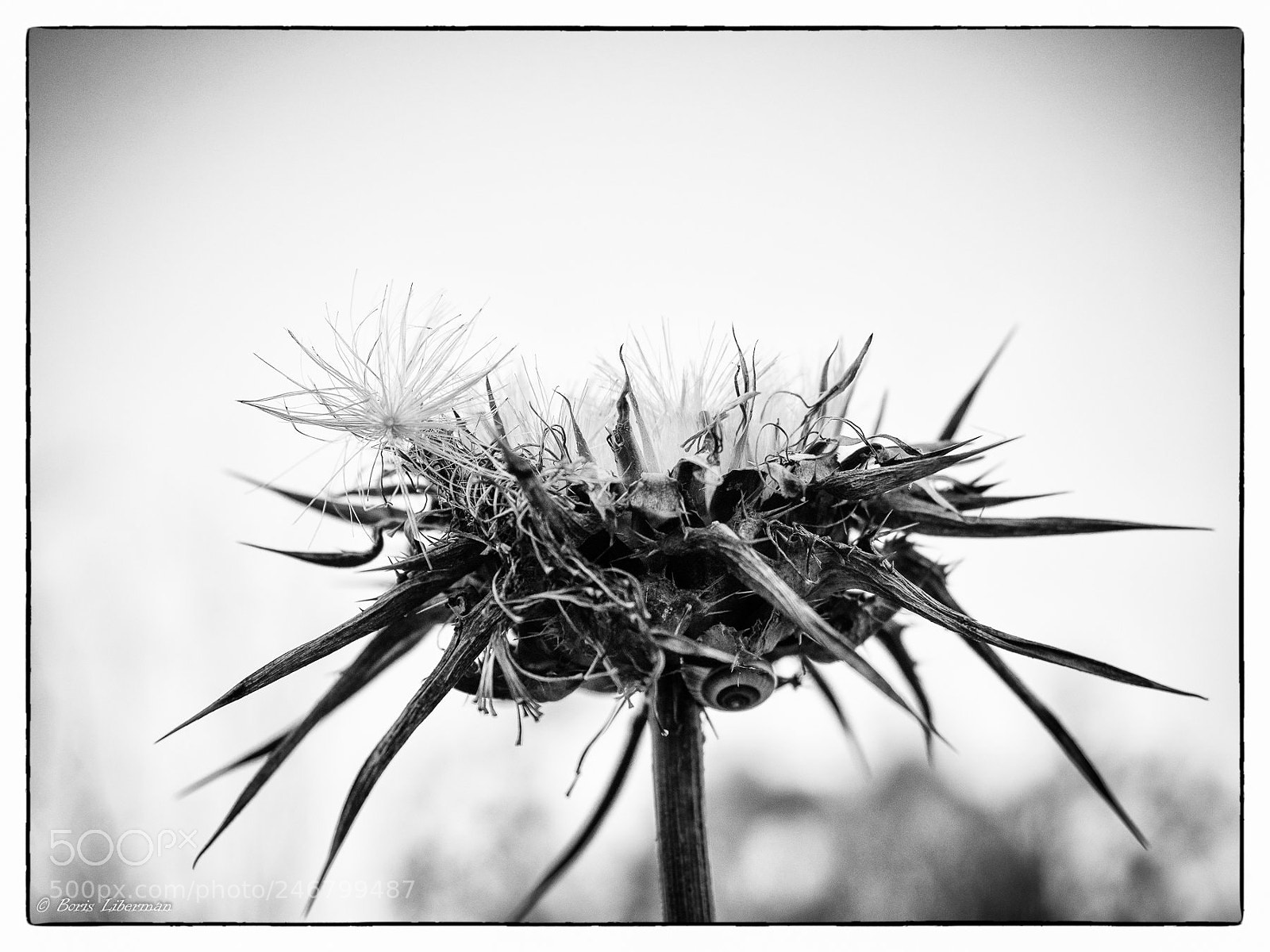 Olympus OM-D E-M1 sample photo. Spiky... photography
