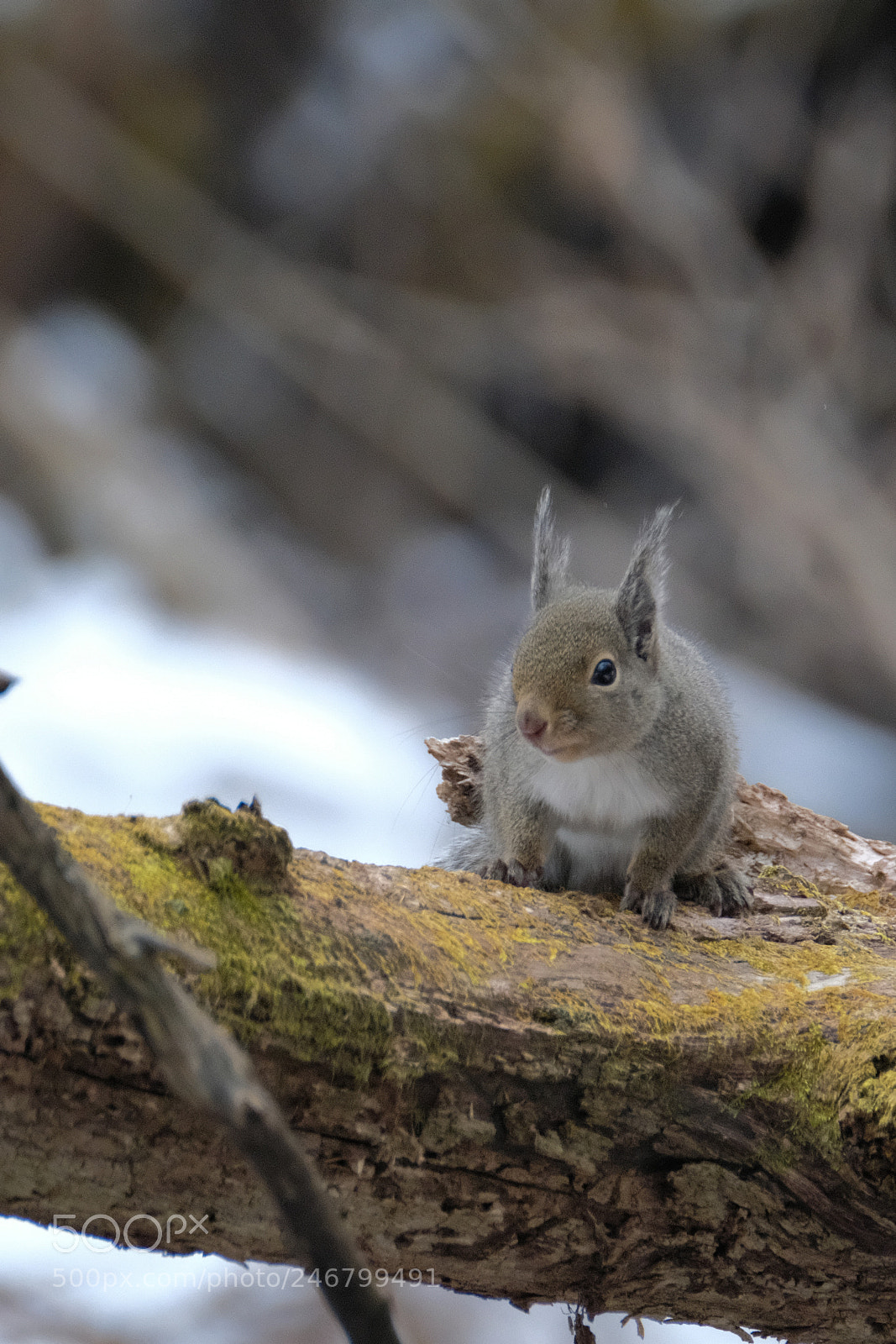 Fujifilm X-T2 sample photo. Squirrel in the winter photography