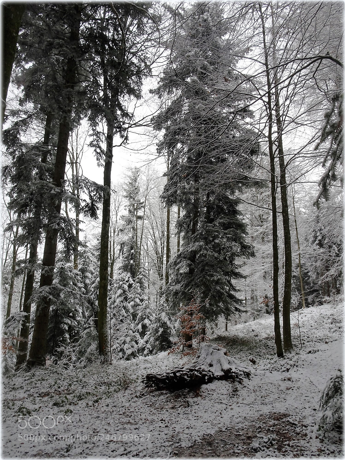 Sony Cyber-shot DSC-HX80 sample photo. "forrest,;" photography