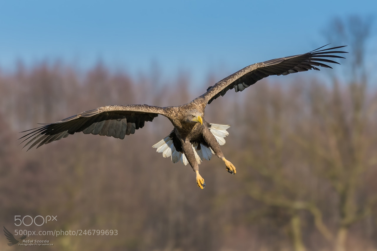 Nikon D7200 sample photo. Bielik, white-tailed eagle haliaeetus photography