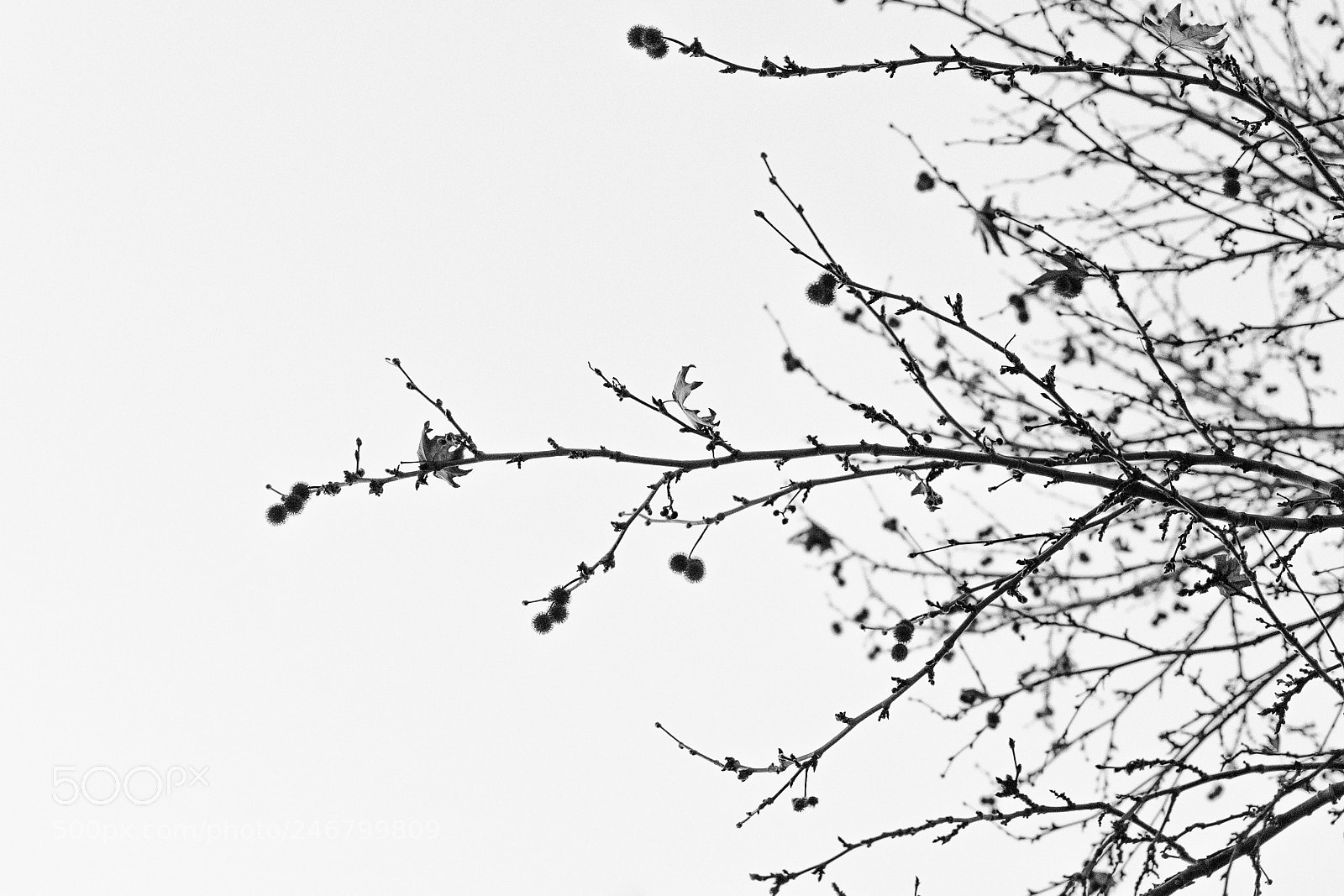 Nikon D7200 sample photo. The germination photography