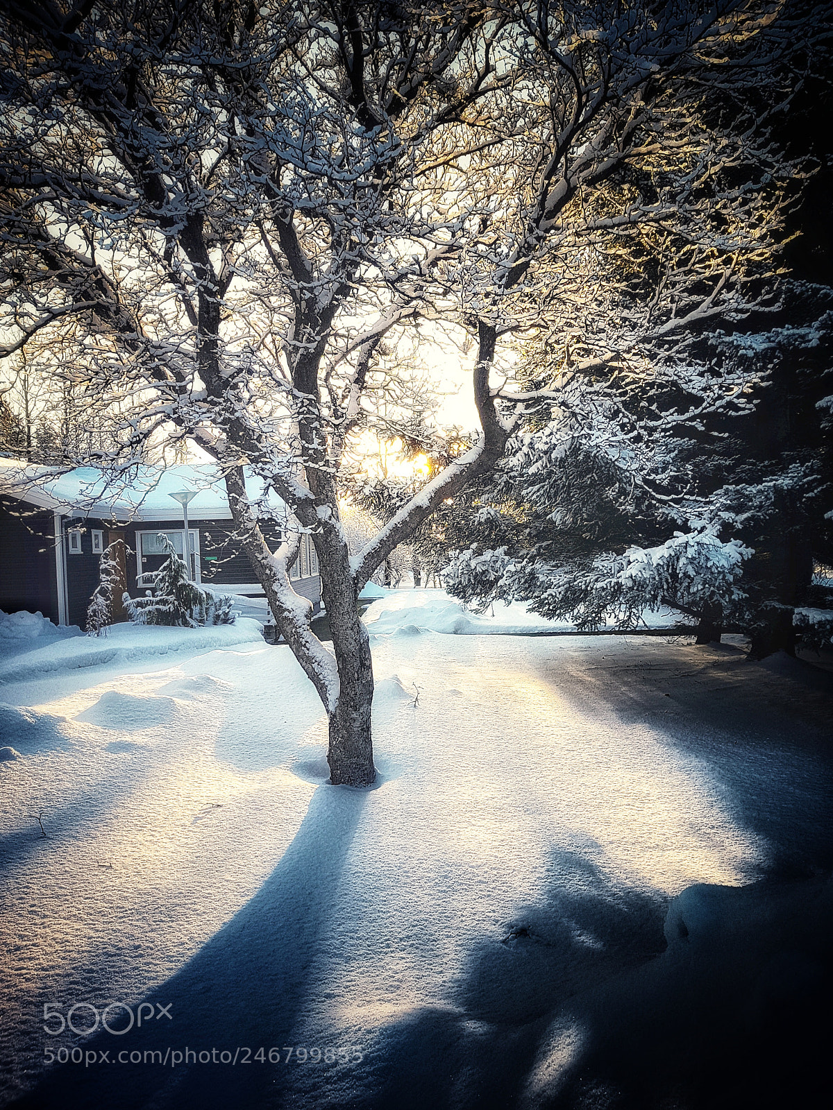 Samsung Galaxy S8+ sample photo. Winter sun photography