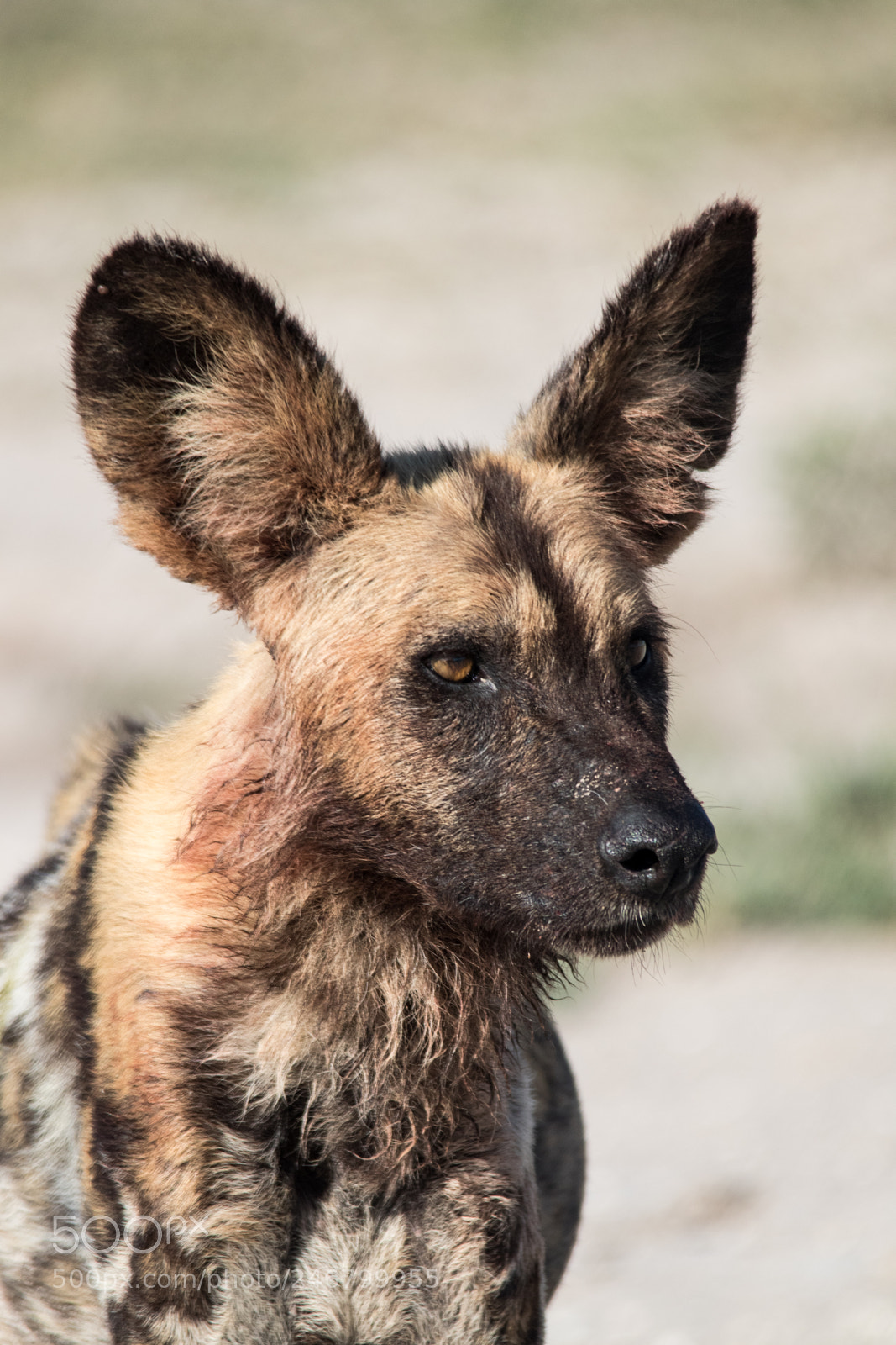 Canon EOS 7D Mark II sample photo. Wild dog portrait 2 photography