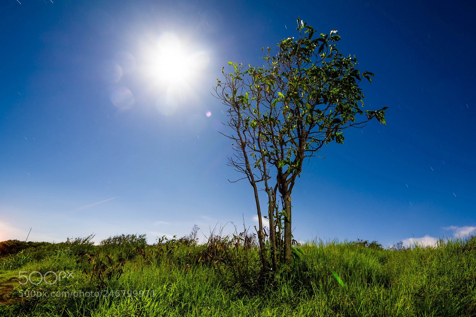 Nikon D7200 sample photo. The lonely tree photography