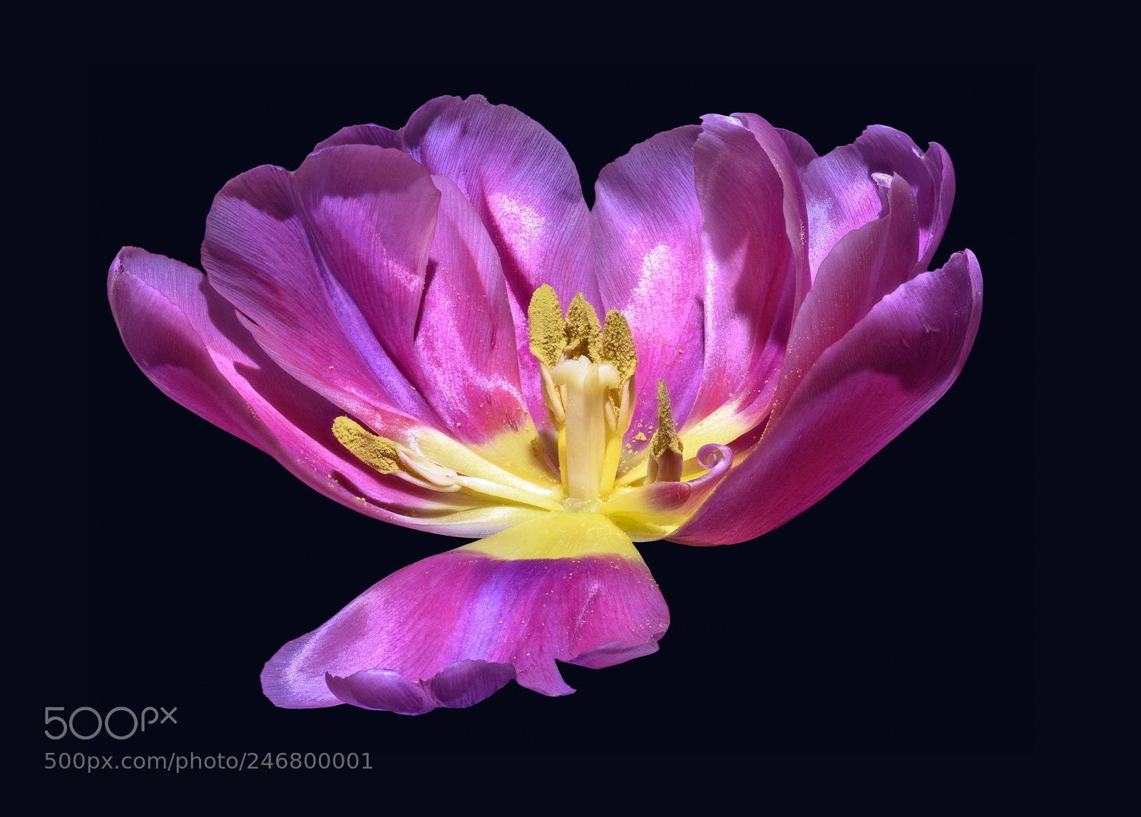 Nikon D810 sample photo. Open photography