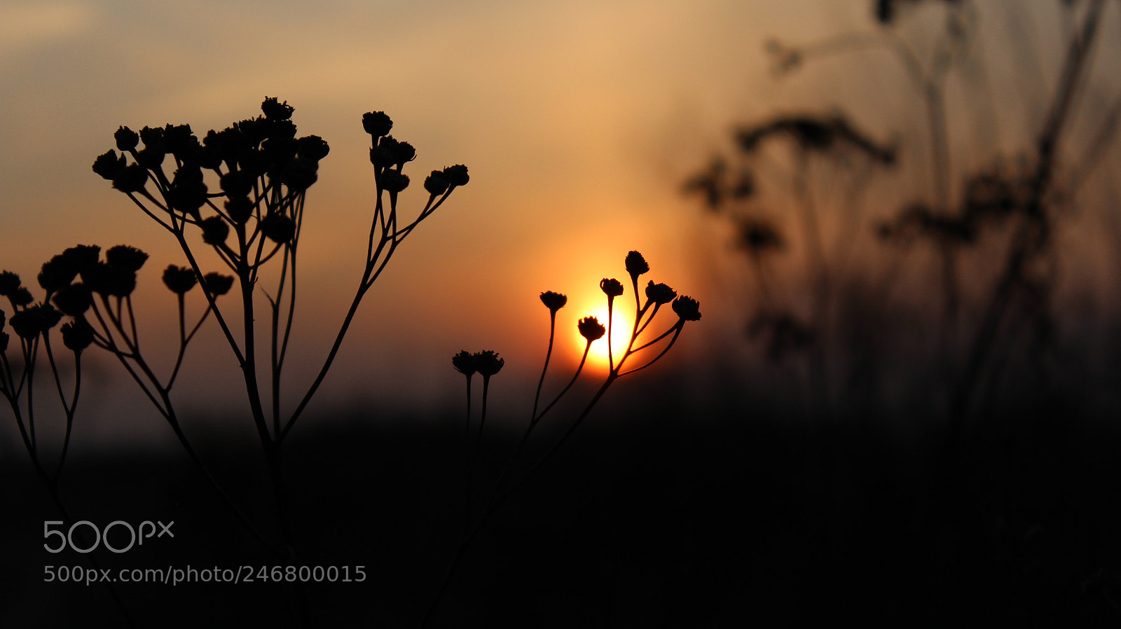 Canon EOS 600D (Rebel EOS T3i / EOS Kiss X5) sample photo. Sunset photography