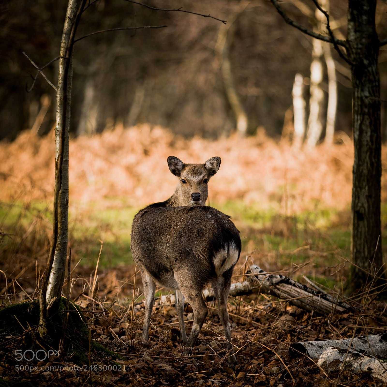 Canon EOS 6D Mark II sample photo. Chasing my tail? photography