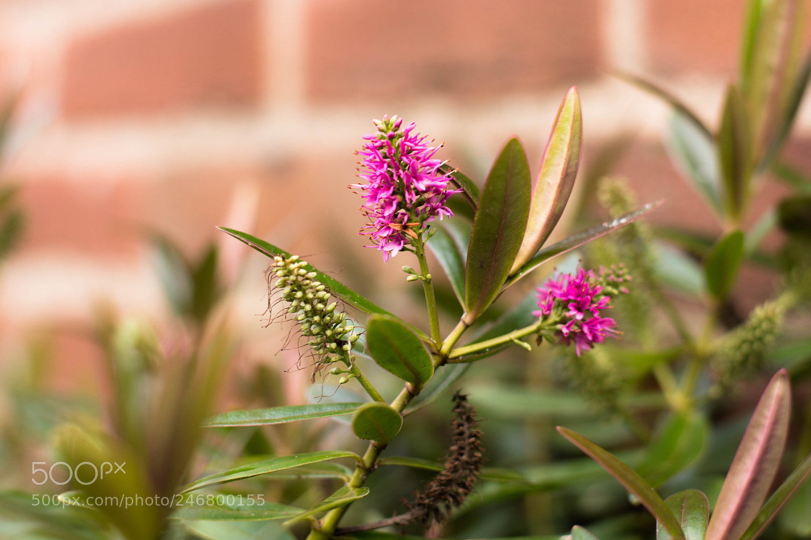 Nikon D7100 sample photo. Pink flower photography