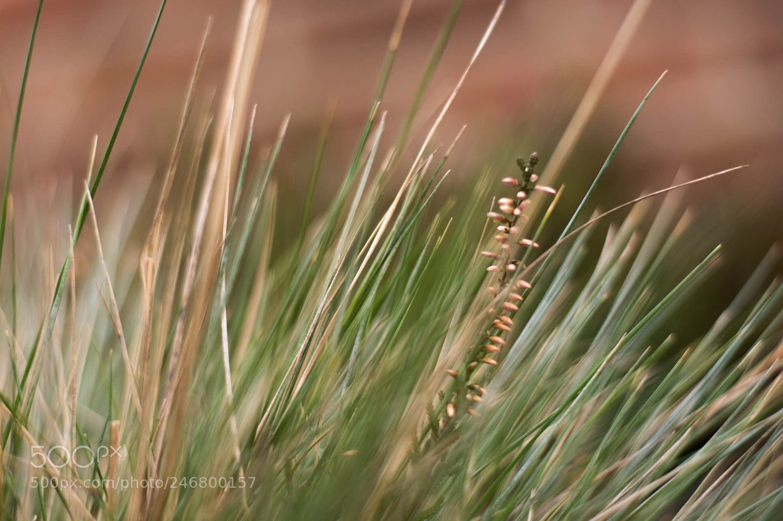 Nikon D7100 sample photo. Grass photography