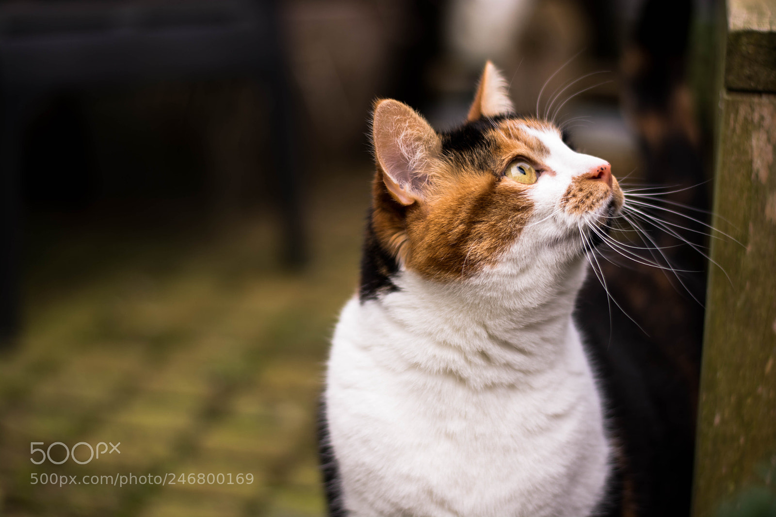 Nikon D7100 sample photo. Looking up photography