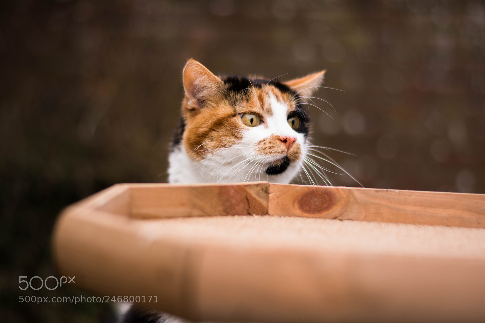 Nikon D7100 sample photo. Where are the birds photography