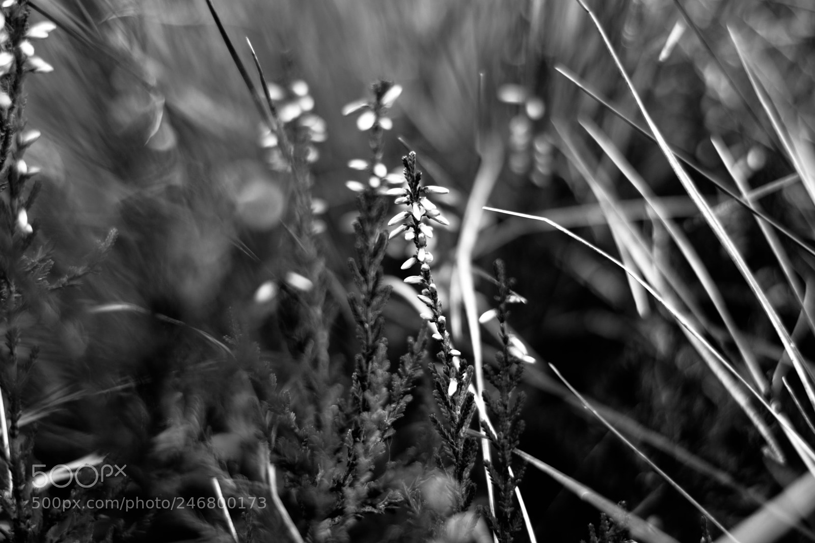Nikon D7100 sample photo. B&w grass photography