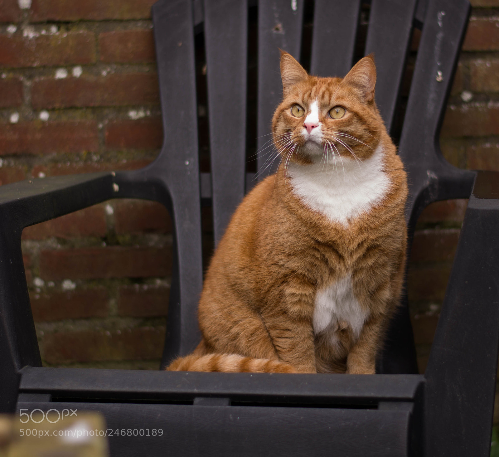 Nikon D7100 sample photo. Focus photography