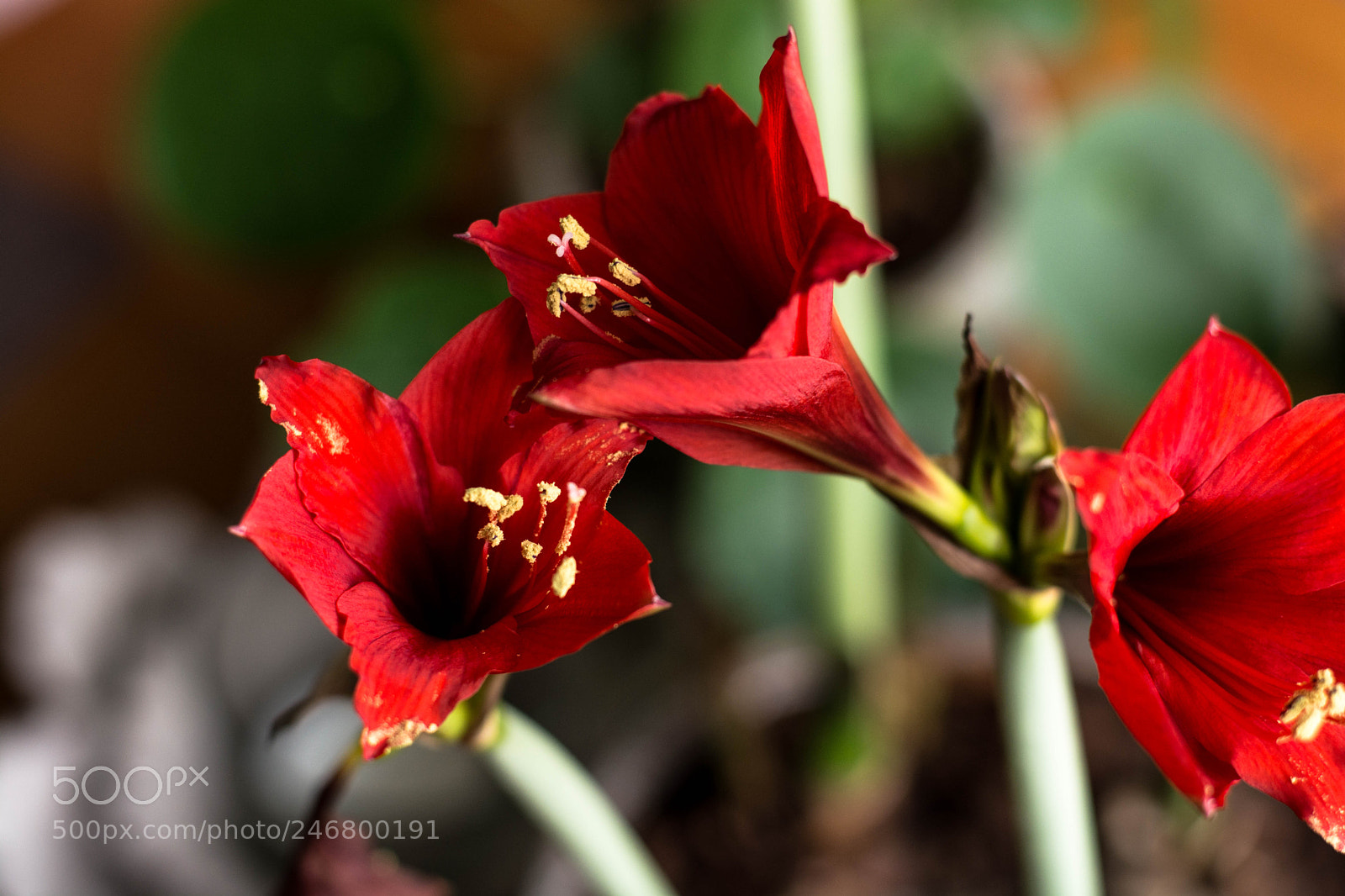 Nikon D7100 sample photo. Flower photography