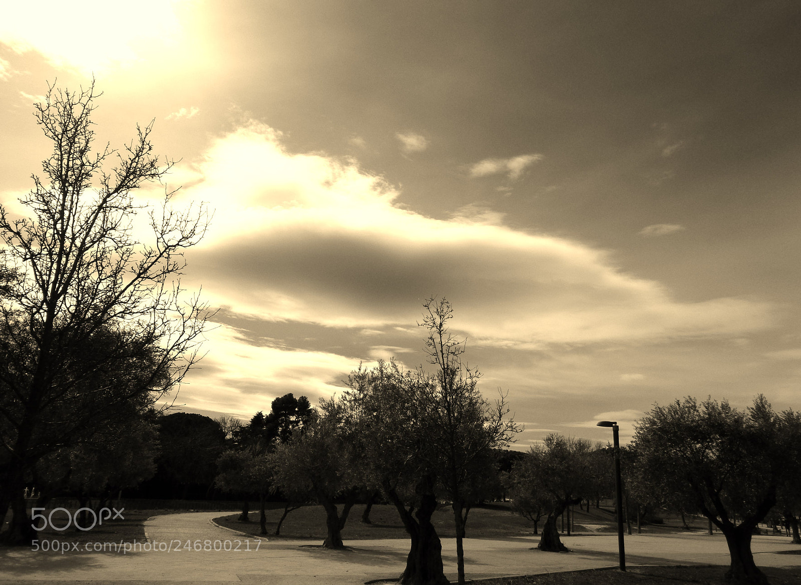 Sony Cyber-shot DSC-W830 sample photo. Olivos () photography