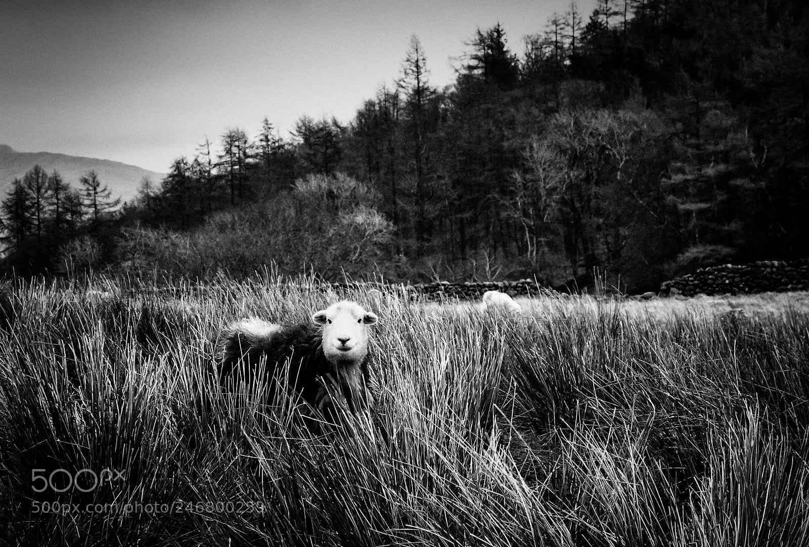 Canon EOS M sample photo. Herdwick sheep in the photography