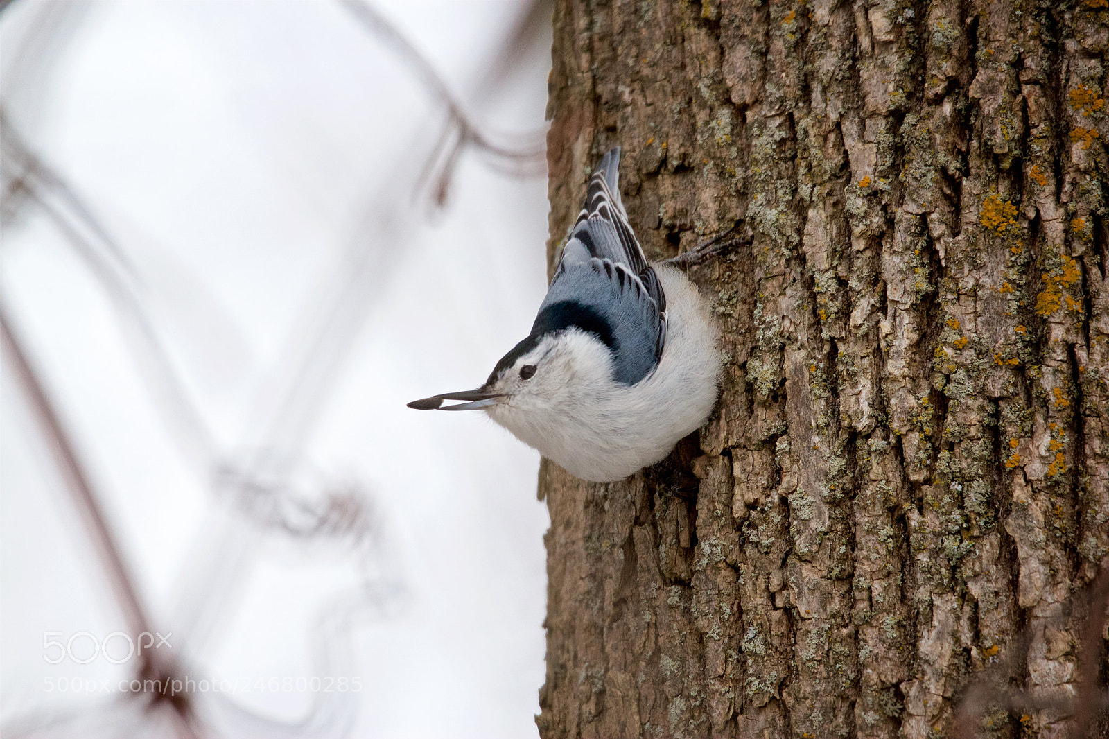 Canon EOS 550D (EOS Rebel T2i / EOS Kiss X4) sample photo. White breasted nuthatch photography