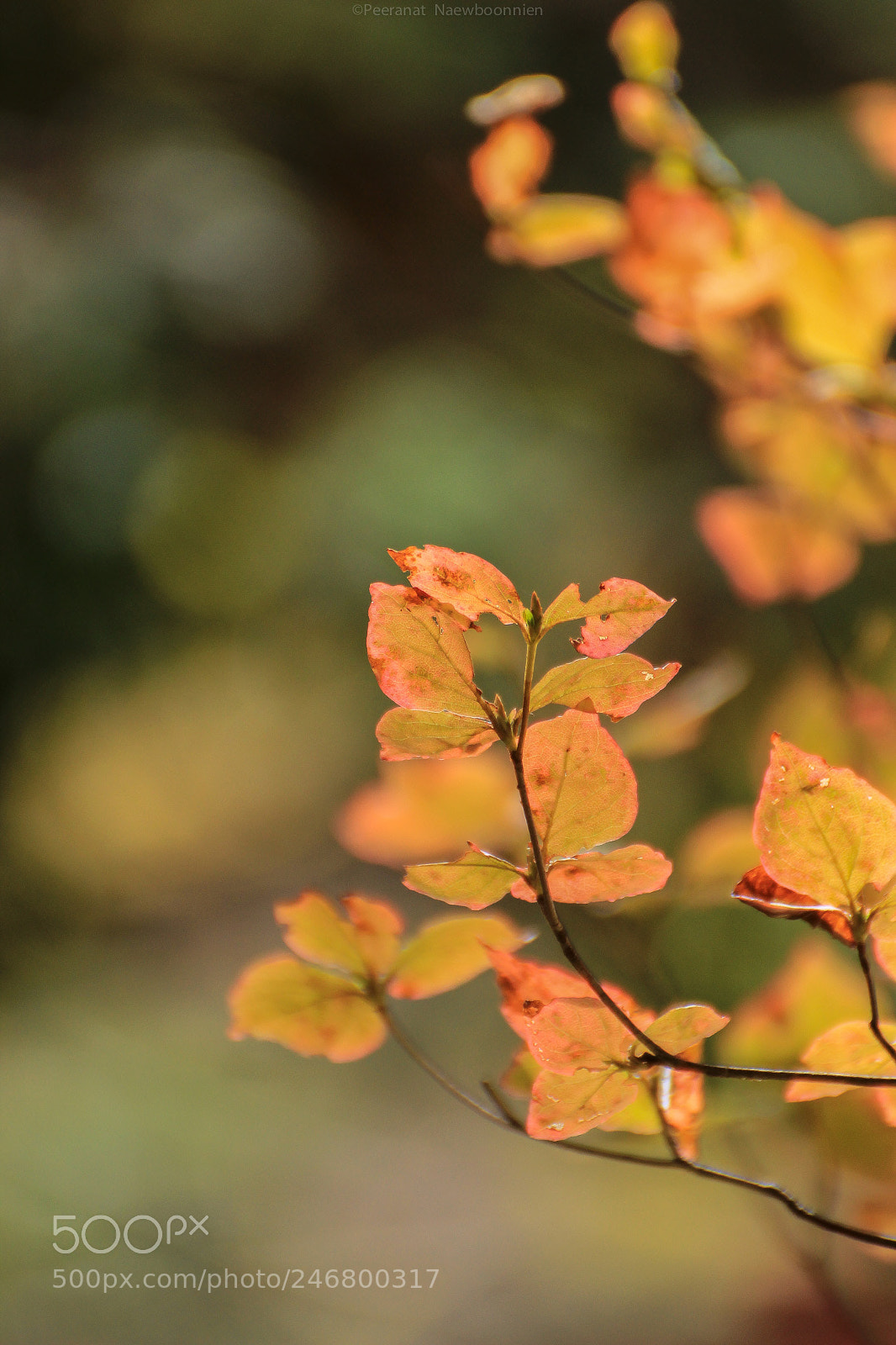 Canon EOS 600D (Rebel EOS T3i / EOS Kiss X5) sample photo. Calm and peaceful photography