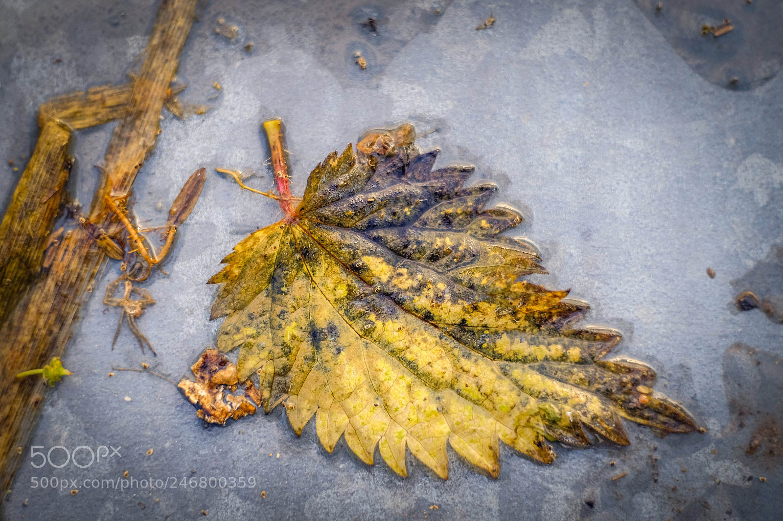 Fujifilm X-T10 sample photo. Autumn impressions photography