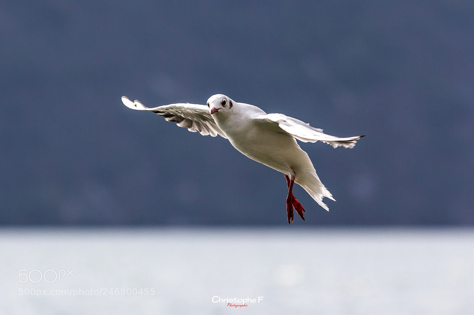 Canon EOS 60D sample photo. Seagull photography