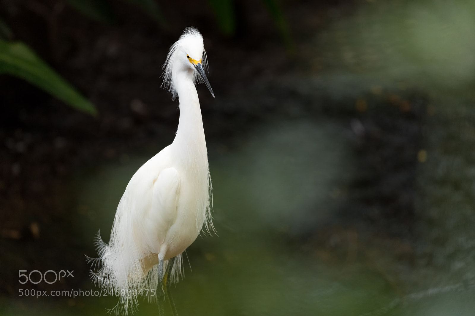 Canon EOS 6D Mark II sample photo. Snowy egret photography