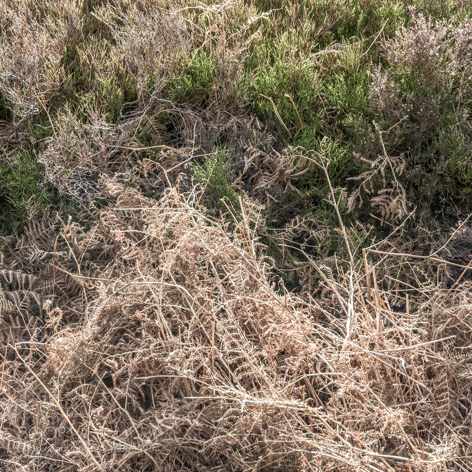 Nikon D7200 sample photo. Winter fern and heather photography