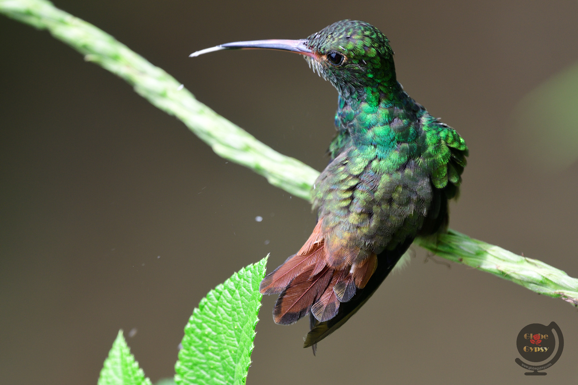 Nikon D500 + Nikon Nikkor AF-S 300mm F4E PF ED VR sample photo. Nectar licker photography