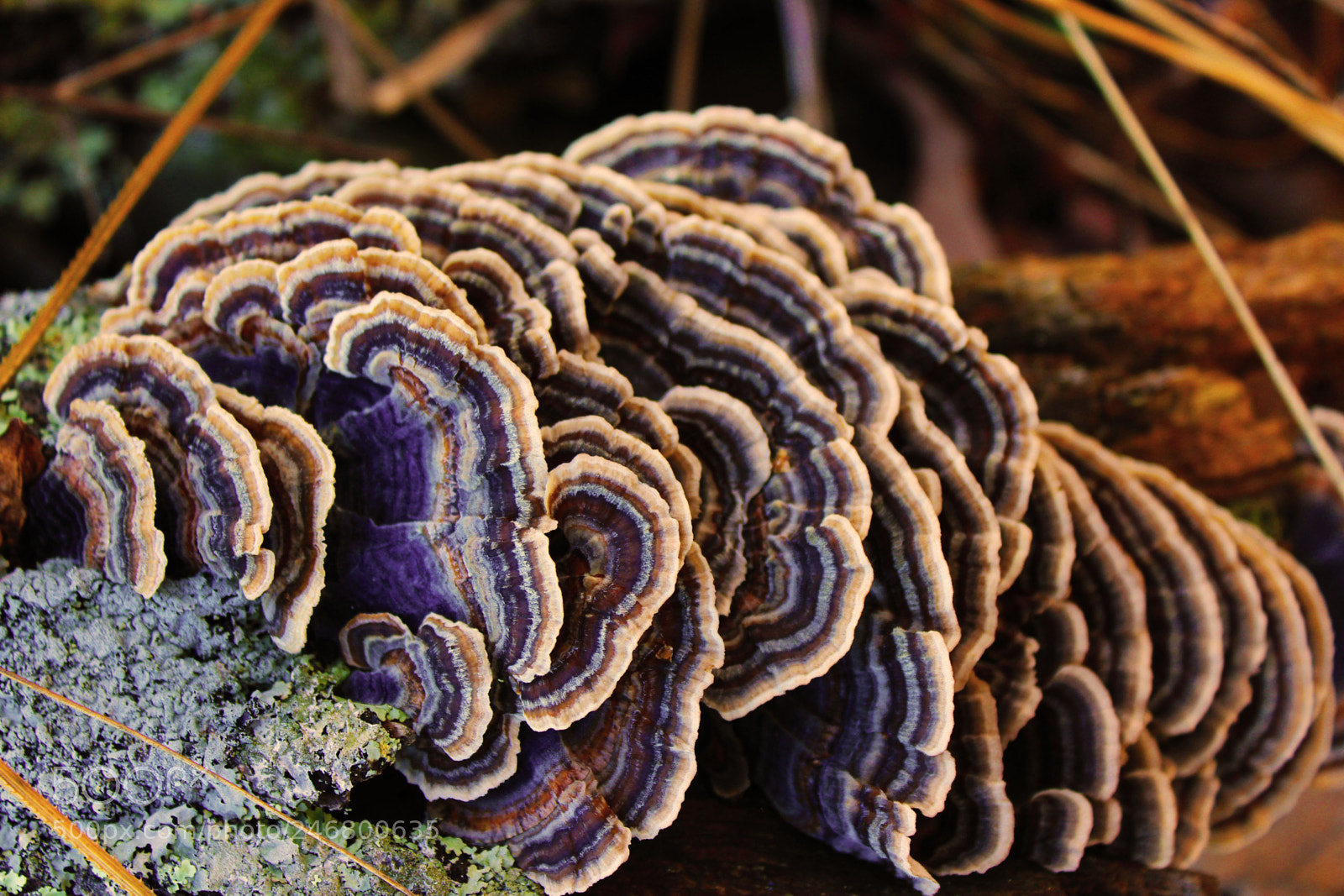 Canon EOS 1200D (EOS Rebel T5 / EOS Kiss X70 / EOS Hi) sample photo. Funguslayers photography