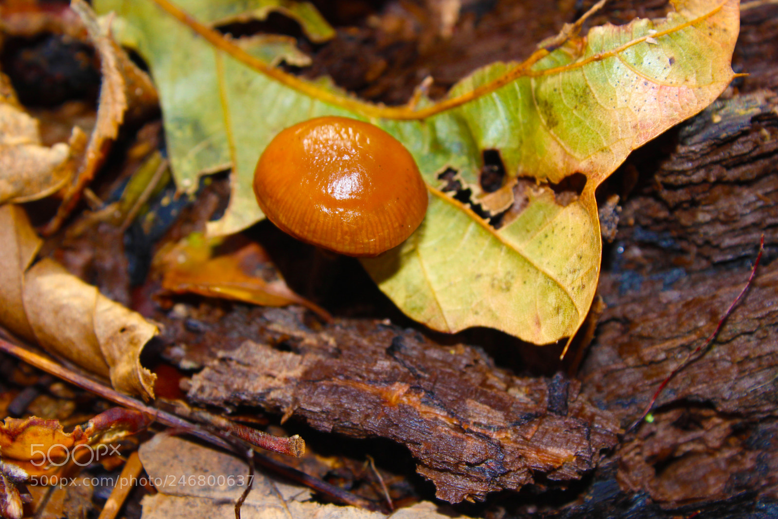 Canon EOS 1200D (EOS Rebel T5 / EOS Kiss X70 / EOS Hi) sample photo. Fungusmushroom photography