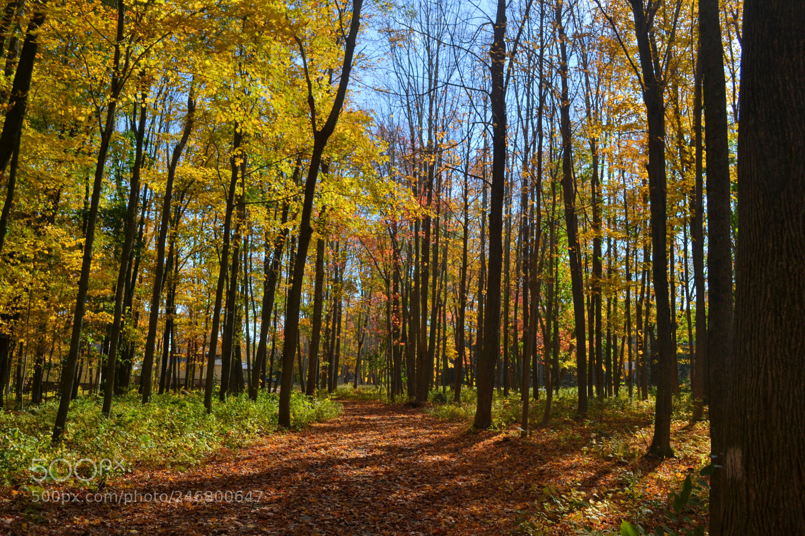 Nikon D3100 sample photo. Leafywoods photography