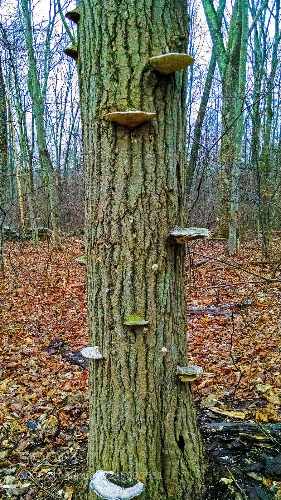 Motorola XT1080 sample photo. Fungusshelf photography