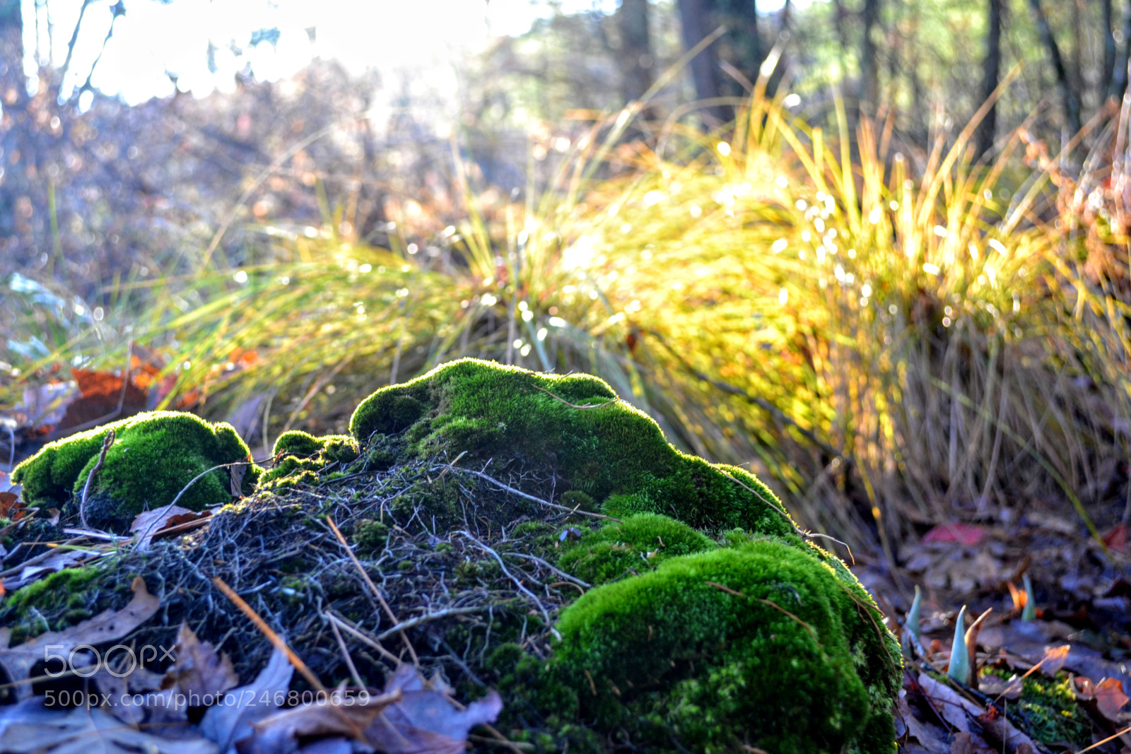 Nikon D3100 sample photo. Morningmoss photography