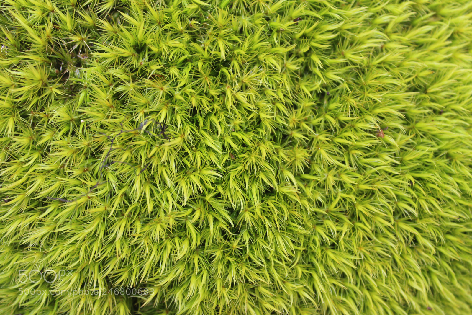 Canon EOS 1200D (EOS Rebel T5 / EOS Kiss X70 / EOS Hi) sample photo. Moss photography