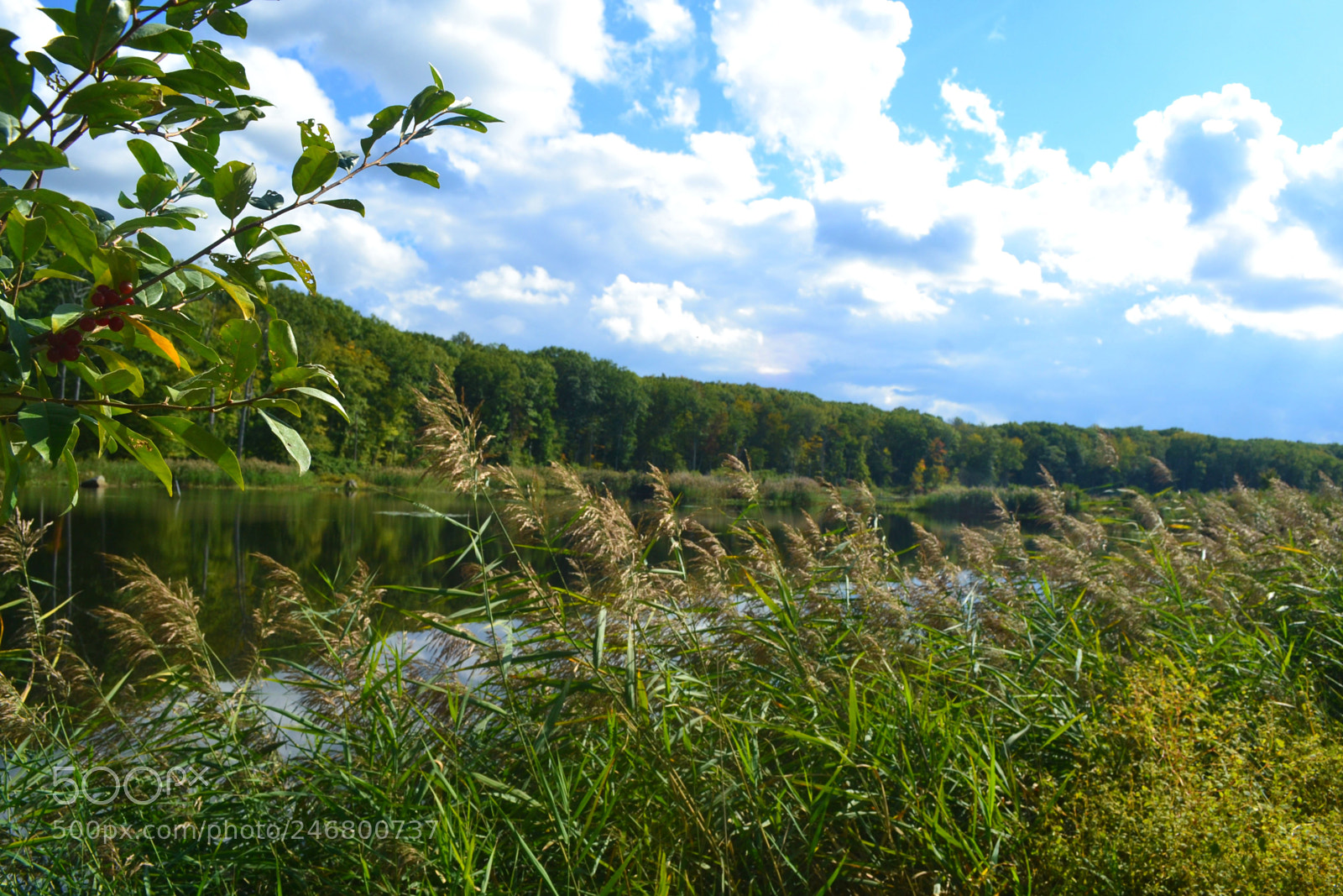Nikon D3100 sample photo. Pondviewtallgrass photography