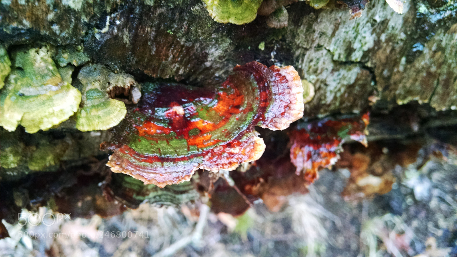 Motorola XT1080 sample photo. Rainyfungus photography