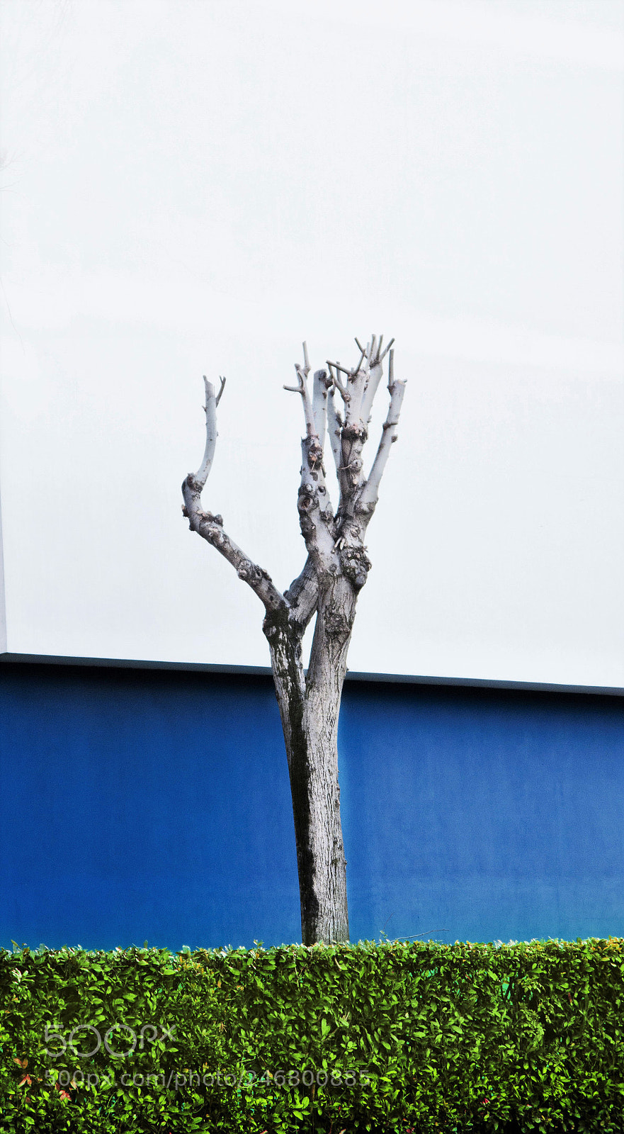 Canon PowerShot G10 sample photo. Albero d'inverno, via giampiero photography