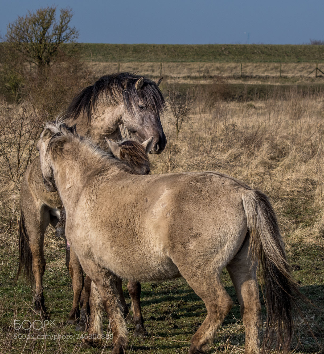 Nikon D500 sample photo. Wild horses, planning foals photography