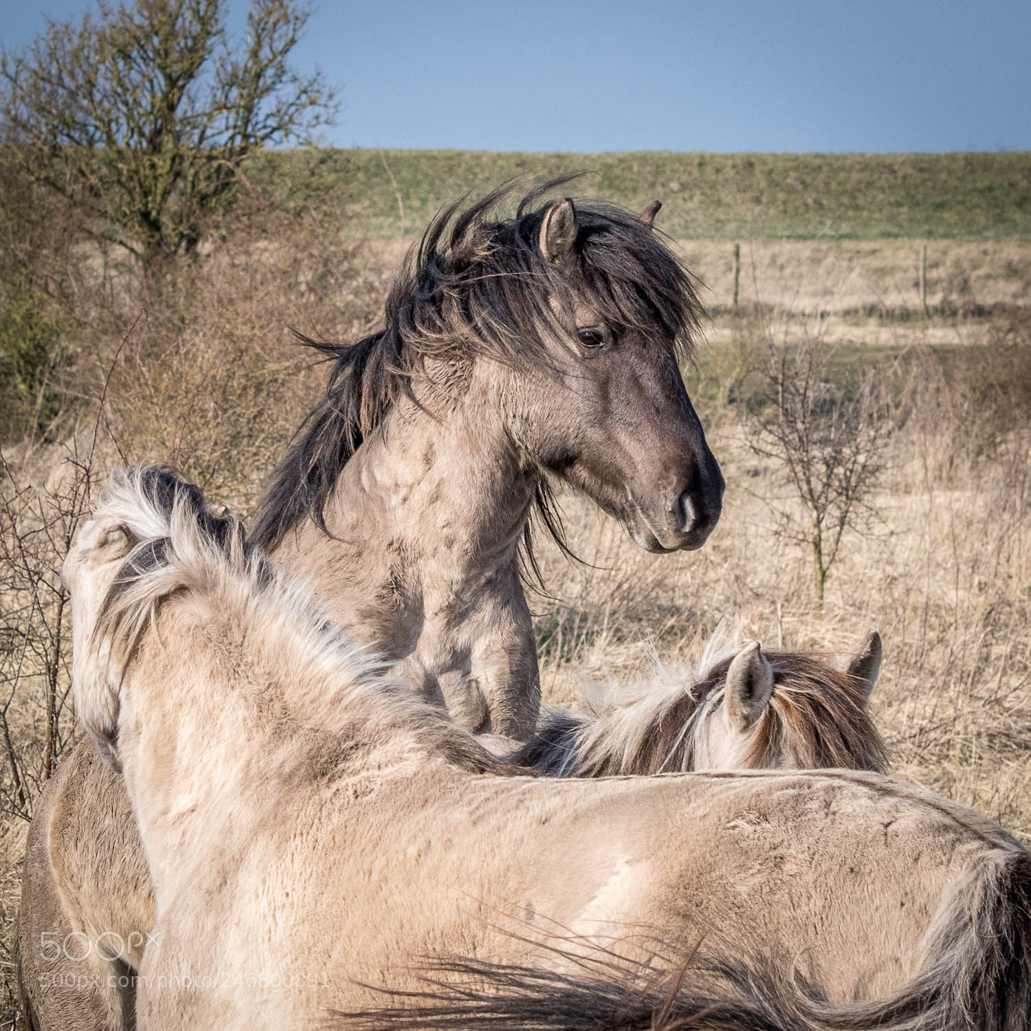 Nikon D500 sample photo. Wild horses, planning foals photography