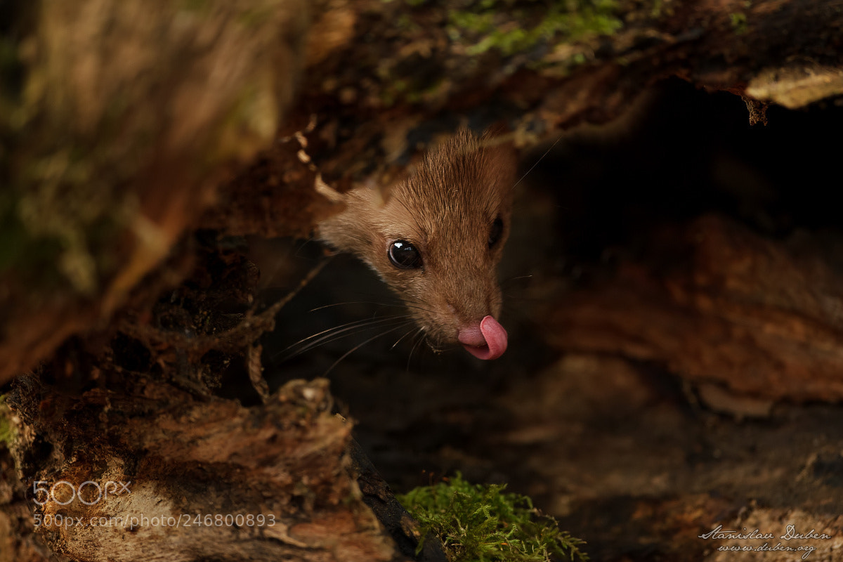 Nikon D3S sample photo. What a yummy prey! photography