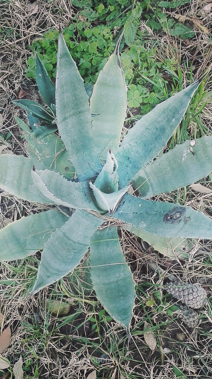 HUAWEI P8 Lite sample photo. .. photography