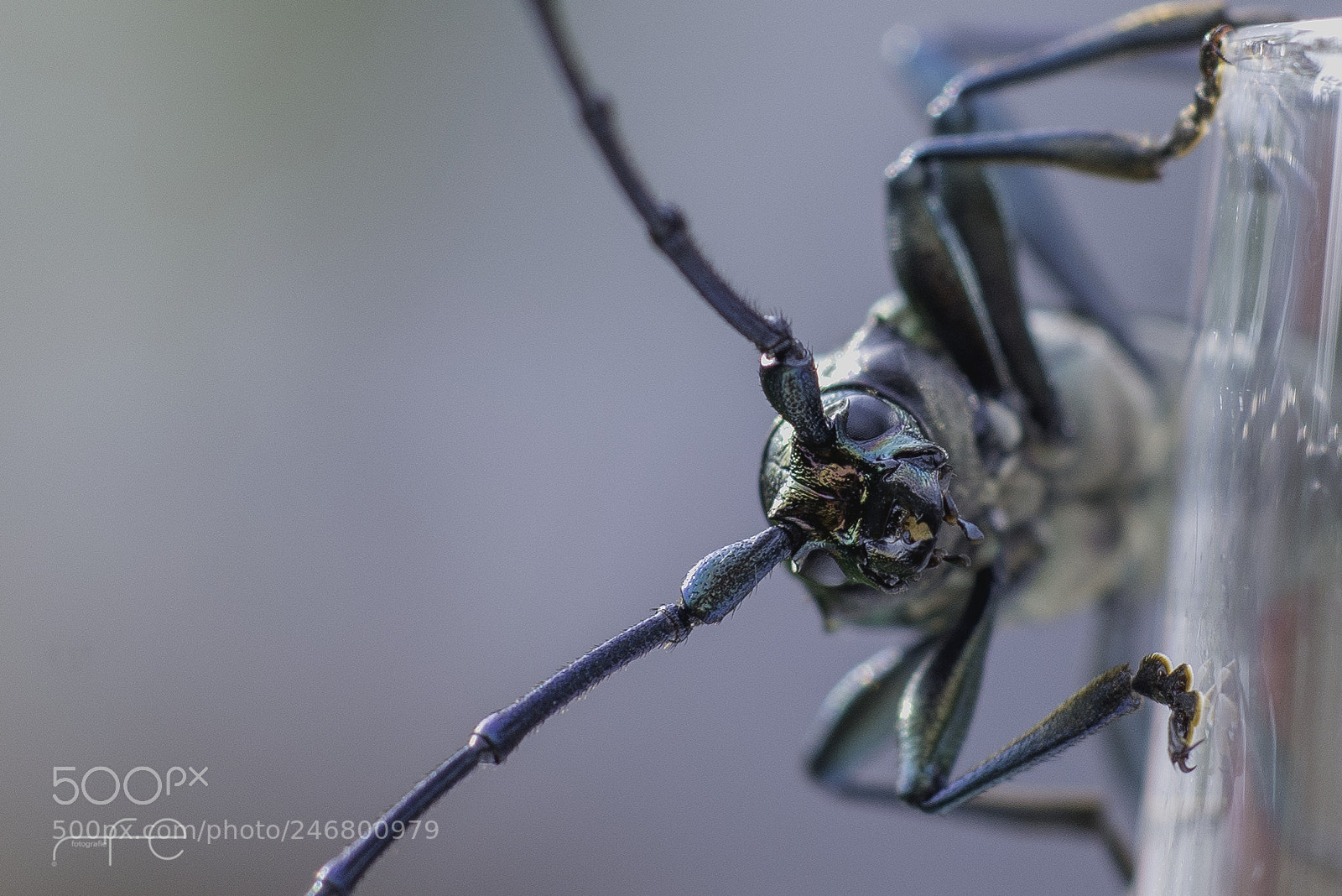 Nikon D800 sample photo. Aromia moschata photography
