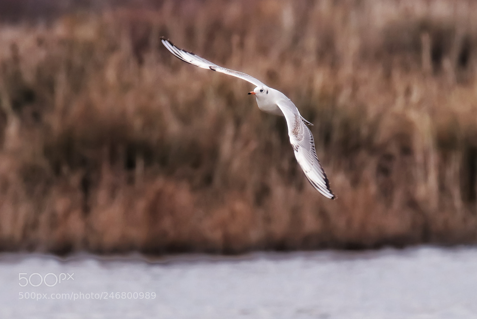 Canon EOS 77D (EOS 9000D / EOS 770D) sample photo. The art of nature photography