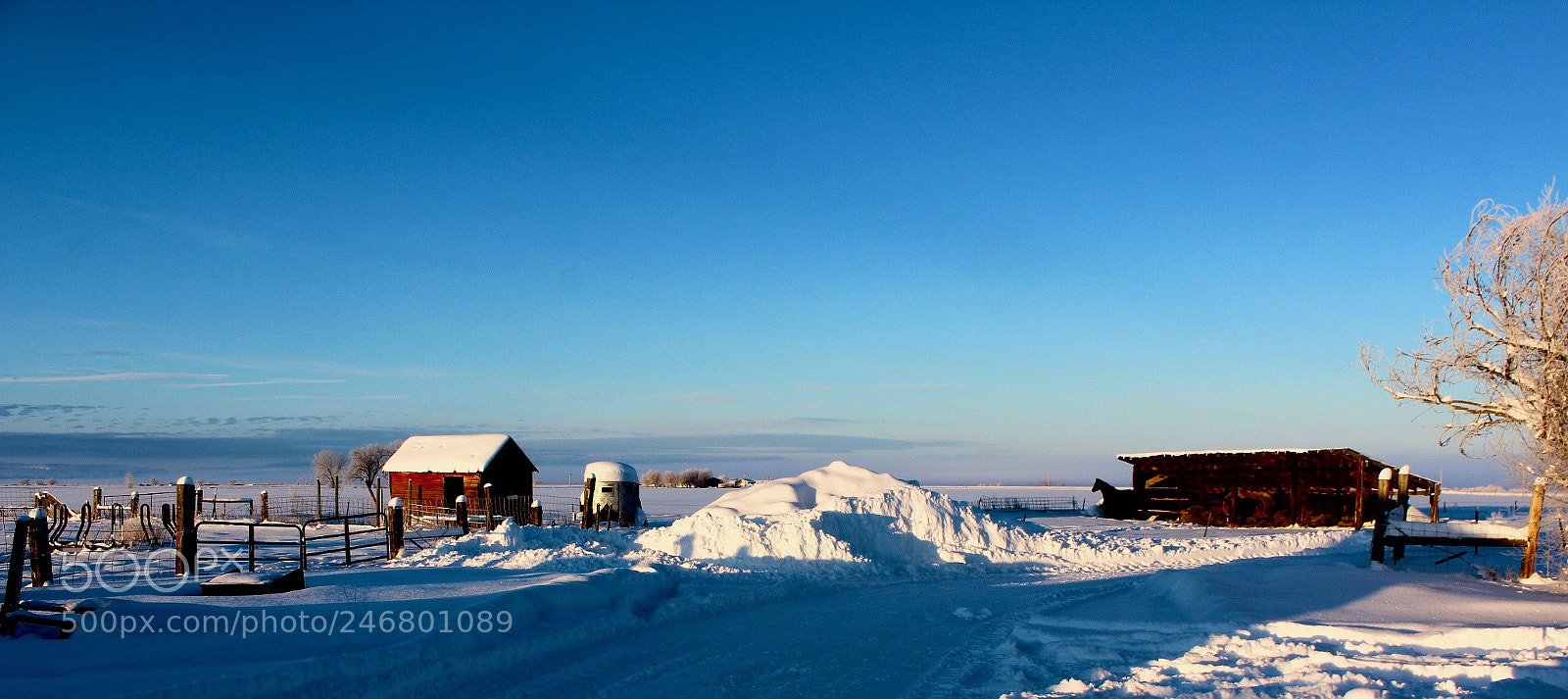 Canon EOS 600D (Rebel EOS T3i / EOS Kiss X5) sample photo. Frosty morning photography