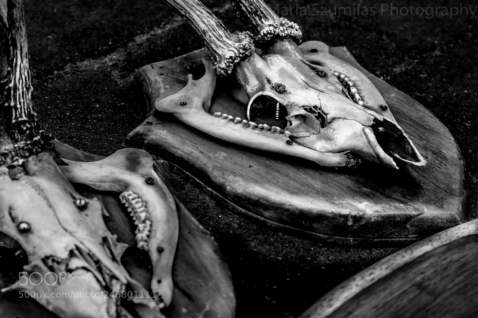 Nikon D7100 sample photo. Dead again photography