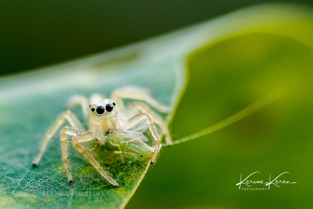Sony a99 II sample photo. White jumping spider with photography