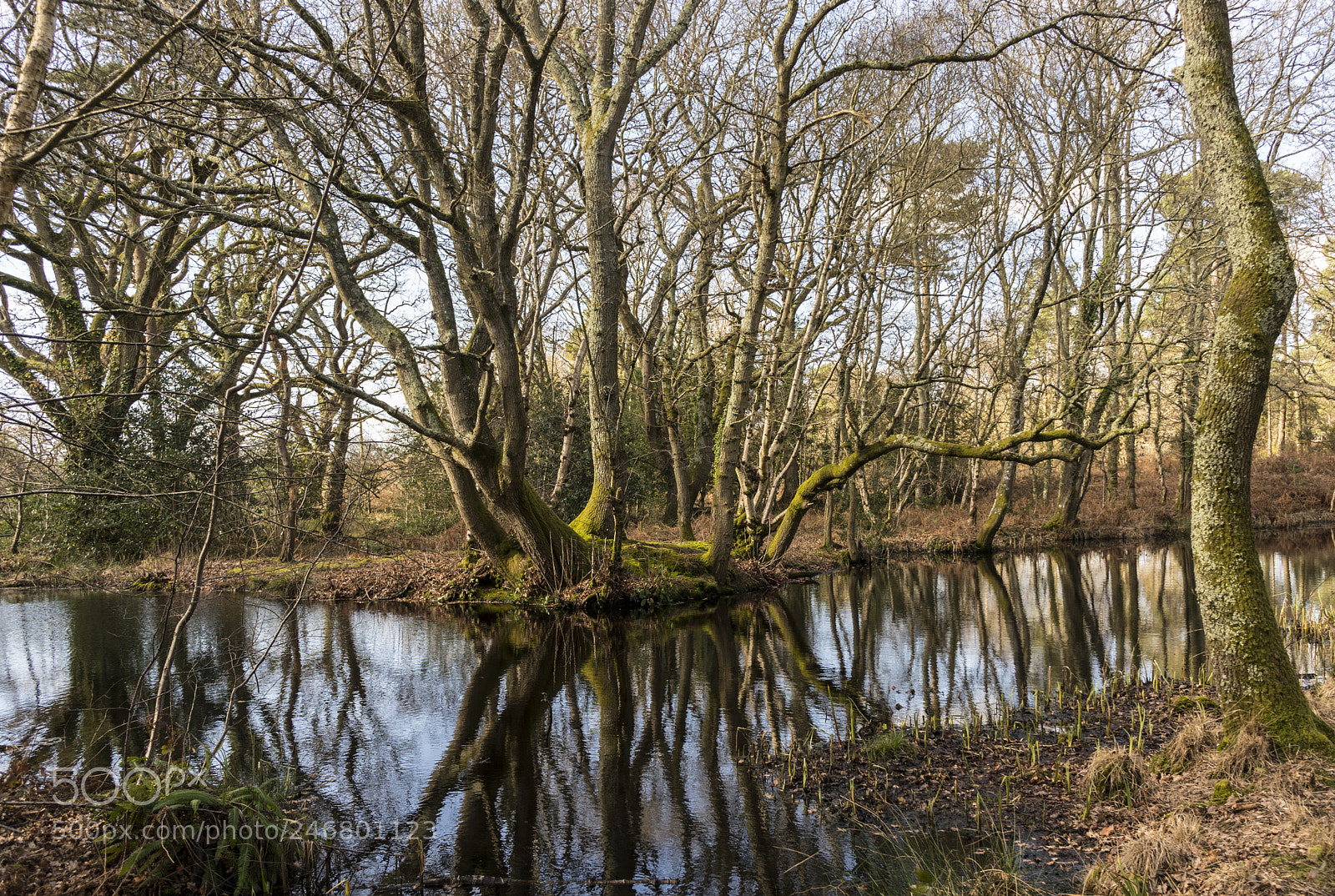 Sony a6300 sample photo. Woodland and the water photography