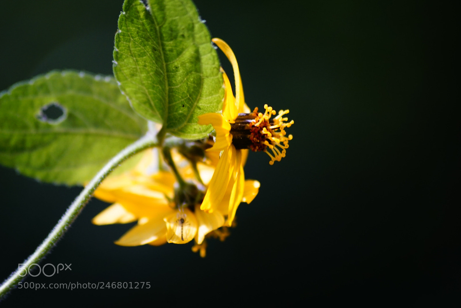 Sony ILCA-77M2 sample photo. Detalles photography