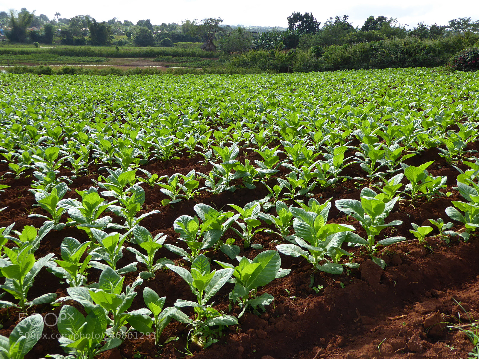Panasonic DMC-TZ71 sample photo. Cultivated tobacco field in photography