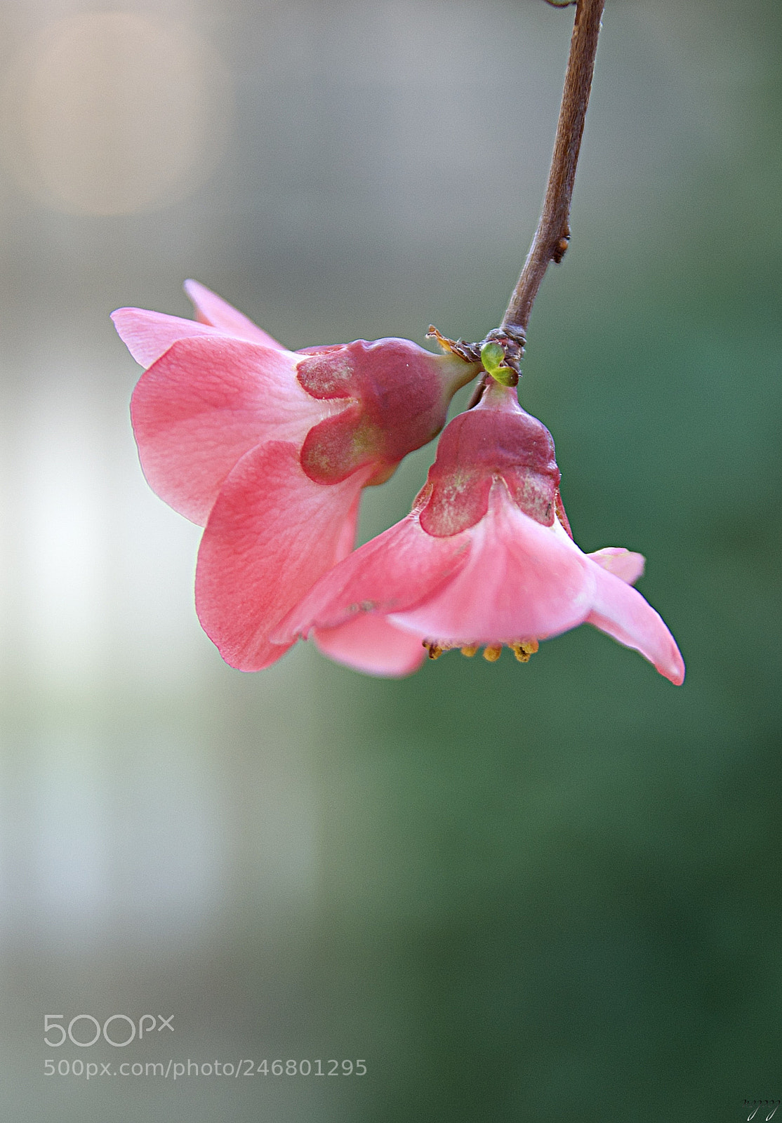 Nikon D3100 sample photo. Together...☆ photography