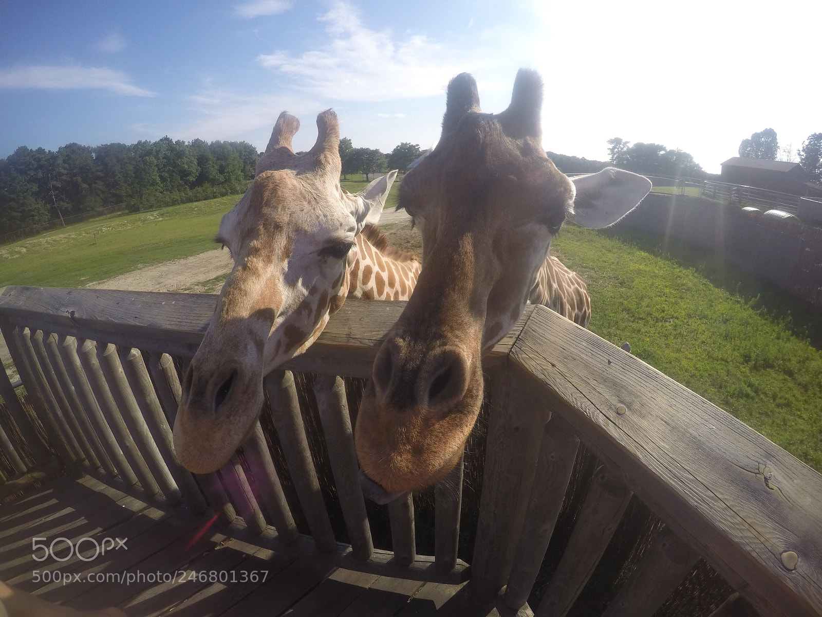 GoPro HERO4 Silver sample photo. Giraffe photography
